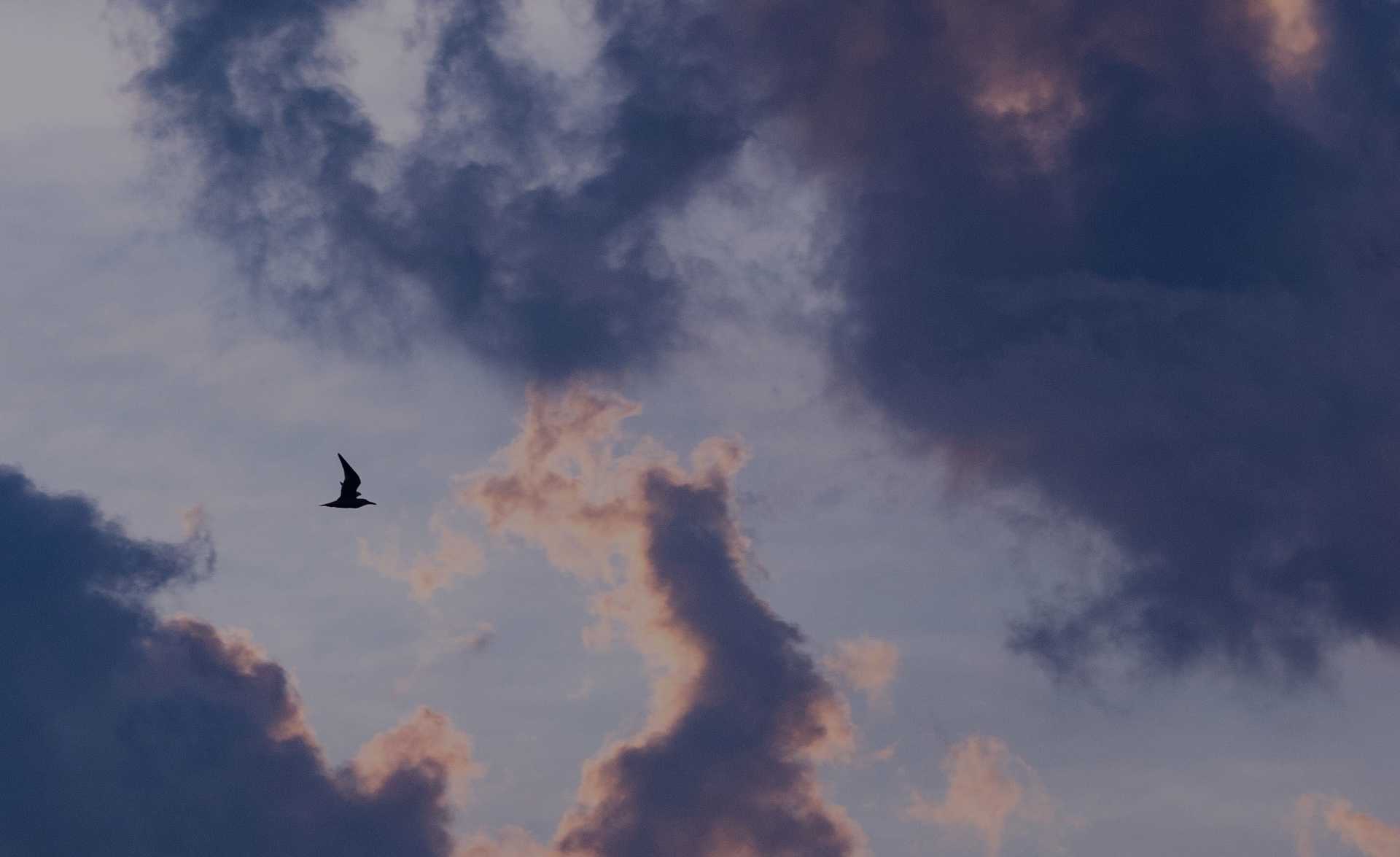 A lone bird flying through the clouds