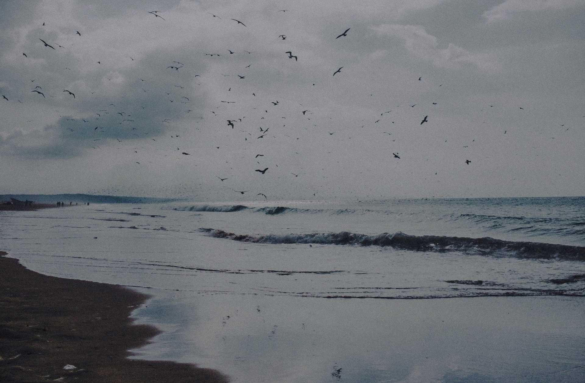 A flock of birds flying over a beach