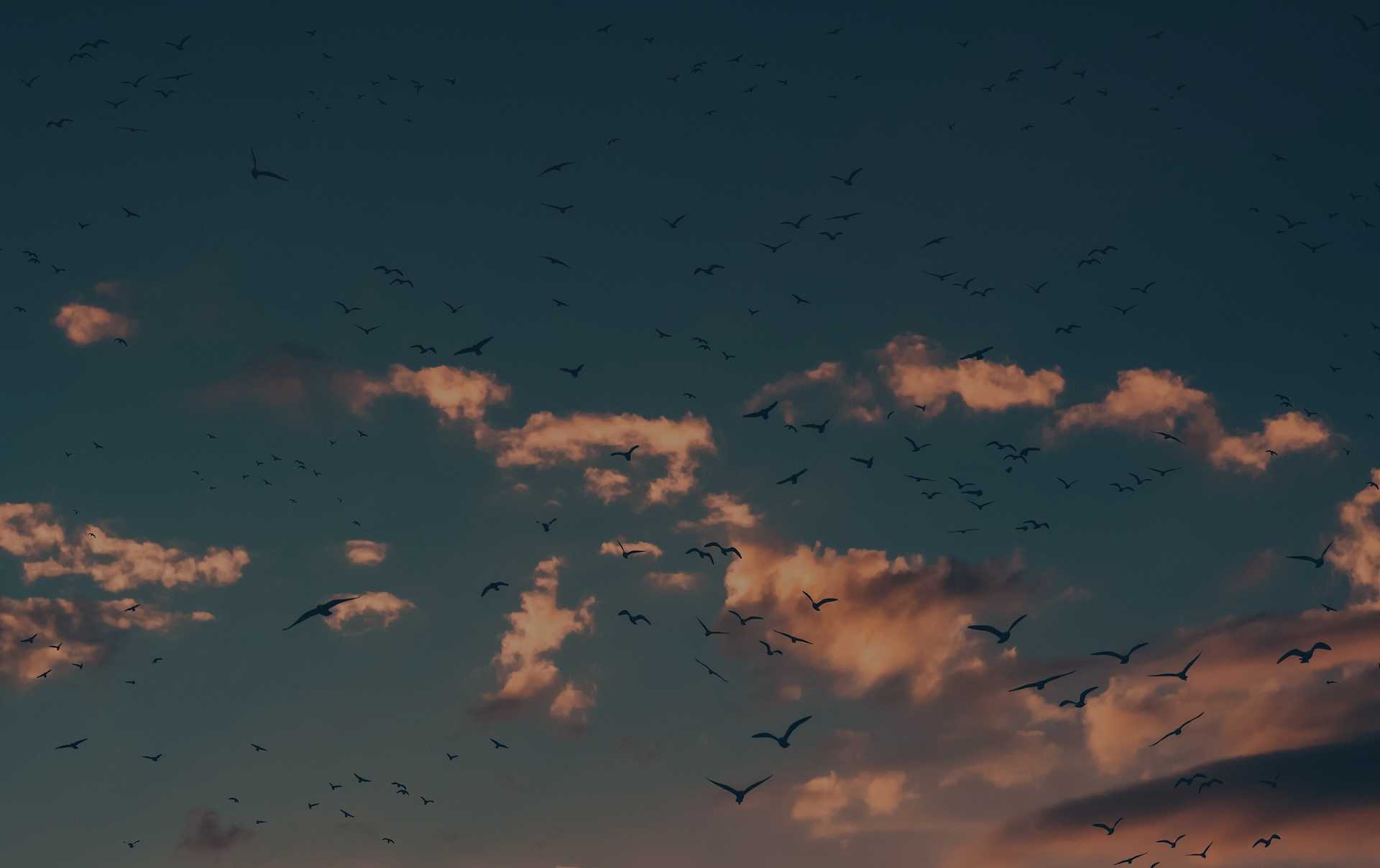 A flock of birds flying in the sunset colored sky